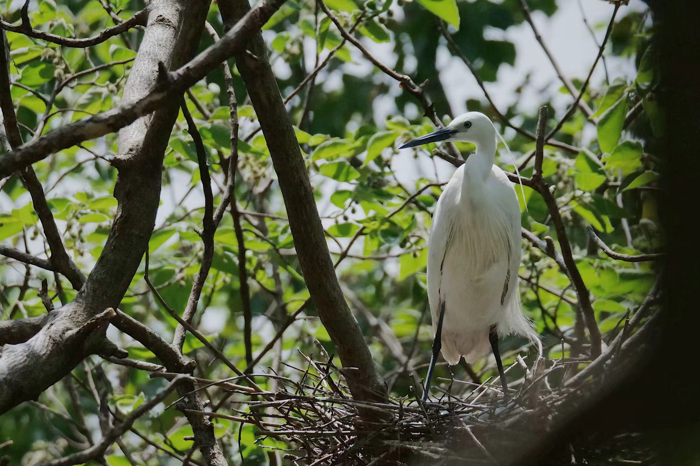 od体育网页登录入口内的小白鹭
